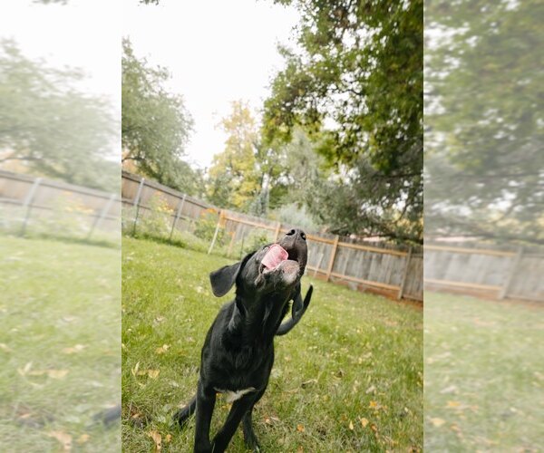 Medium Photo #2 Labrador Retriever-Unknown Mix Puppy For Sale in Fort Collins, CO, USA
