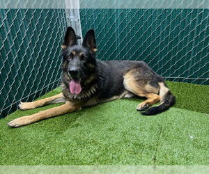 Medium German Shepherd Dog Mix