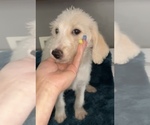 Puppy Puppy 7 Labradoodle-Poodle (Standard) Mix