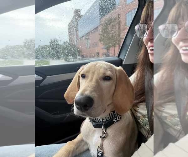 Medium Photo #4 Golden Labrador Puppy For Sale in Rockville, MD, USA