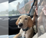 Small Photo #4 Golden Labrador Puppy For Sale in Rockville, MD, USA