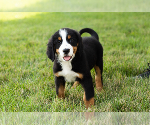Bernese Mountain Dog Puppy for sale in SHIPSHEWANA, IN, USA