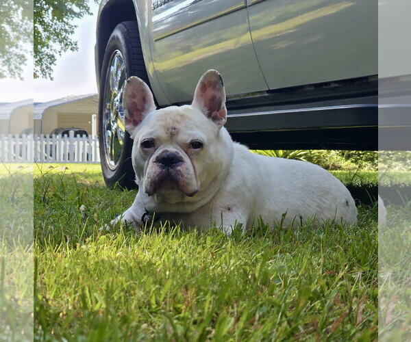 Medium Photo #9 French Bulldog Puppy For Sale in Millsboro, DE, USA