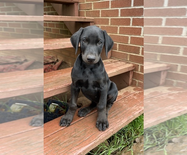 Medium Photo #3 Doberman Pinscher Puppy For Sale in AUSTINVILLE, VA, USA