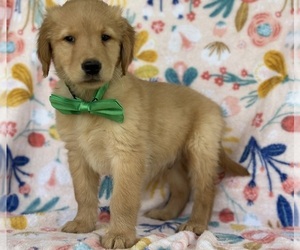 Golden Retriever Puppy for sale in LANCASTER, PA, USA