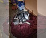 WILL - Male Chihuahua-Unknown Mix Dog for Adoption - Small photo