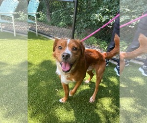 Border Collie-Spaniel Mix Dogs for adoption in Spring Lake, NC, USA