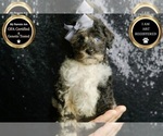 Puppy Lady AKC Poodle (Toy)