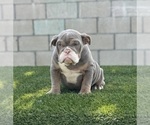 Small Photo #11 English Bulldog Puppy For Sale in PORTOLA VALLEY, CA, USA