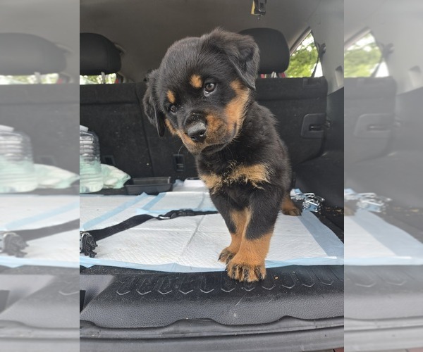 Medium Photo #1 Rottweiler Puppy For Sale in RALEIGH, NC, USA