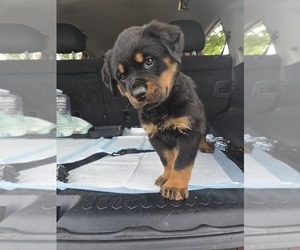Rottweiler Puppy for sale in RALEIGH, NC, USA