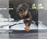 Small Rottweiler