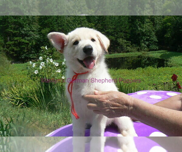 Medium Photo #9 German Shepherd Dog Puppy For Sale in PIEDMONT, MO, USA