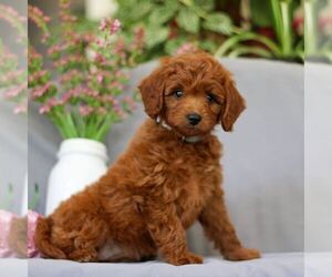 Irish Doodle Puppy for sale in NEWMANSTOWN, PA, USA