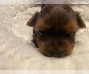 Yorkshire Terrier Puppy for sale in JOHNSTOWN, PA, USA