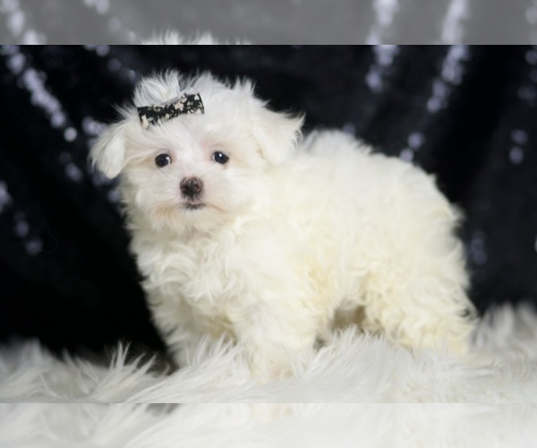 Medium Photo #5 Maltese Puppy For Sale in WARSAW, IN, USA