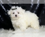 Small Photo #4 Maltese Puppy For Sale in WARSAW, IN, USA