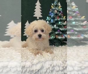 Maltipoo Puppy for sale in MARTINSVILLE, IN, USA