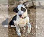 Small #2 Mutt