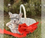 Small #2 French Bulldog