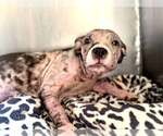 Small #1 American Pit Bull Terrier Mix