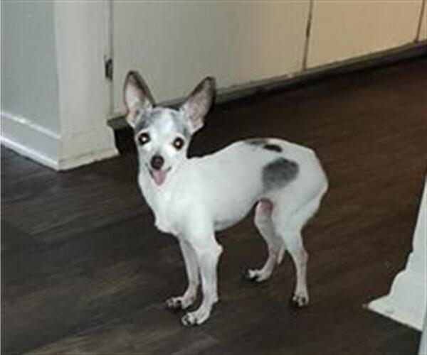 Medium Photo #1 Chihuahua Puppy For Sale in San Antonio, TX, USA