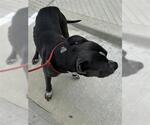 Small American Pit Bull Terrier
