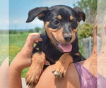 Small #5 Australian Shepherd Mix