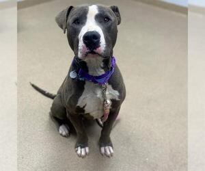 American Pit Bull Terrier Dogs for adoption in Aurora, CO, USA