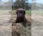 Small Photo #4 Labrador Retriever Puppy For Sale in MACOMB, MO, USA