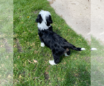 Small Photo #3 Miniature Bernedoodle Puppy For Sale in MILWAUKEE, WI, USA