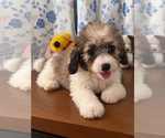 Litter of 3 - Male(s) and Female(s) Cockapoo (Miniature)Litter of Puppies for Sale - Photo #14