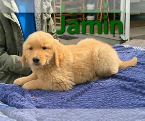 Golden Retriever Puppy for sale in FREMONT, MI, USA