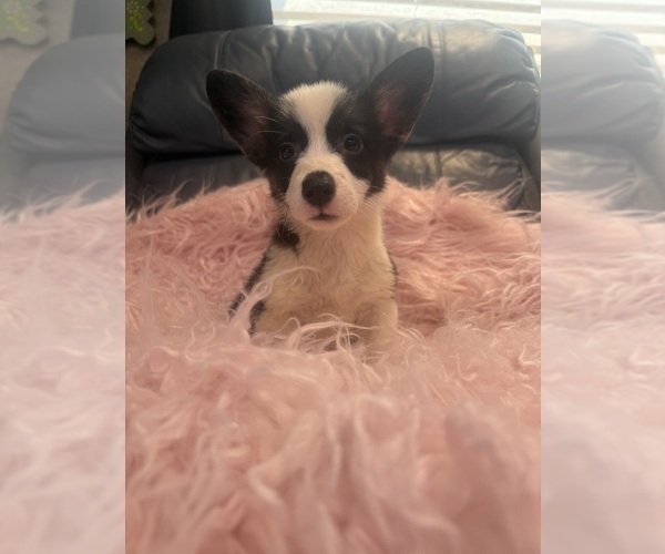 Medium Photo #1 Pembroke Welsh Corgi Puppy For Sale in SHERMAN, TX, USA
