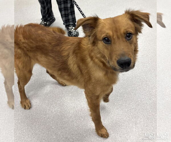 Medium Photo #1 Golden Retriever-Unknown Mix Puppy For Sale in Washington, DC, USA