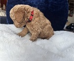 Small #9 Goldendoodle (Miniature)