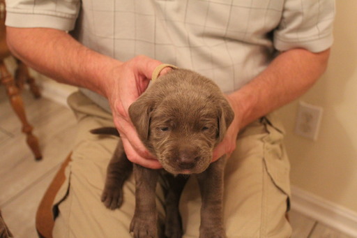 Medium Photo #2 Labrador Retriever Puppy For Sale in MANASSAS, VA, USA