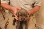 Small Photo #2 Labrador Retriever Puppy For Sale in MANASSAS, VA, USA