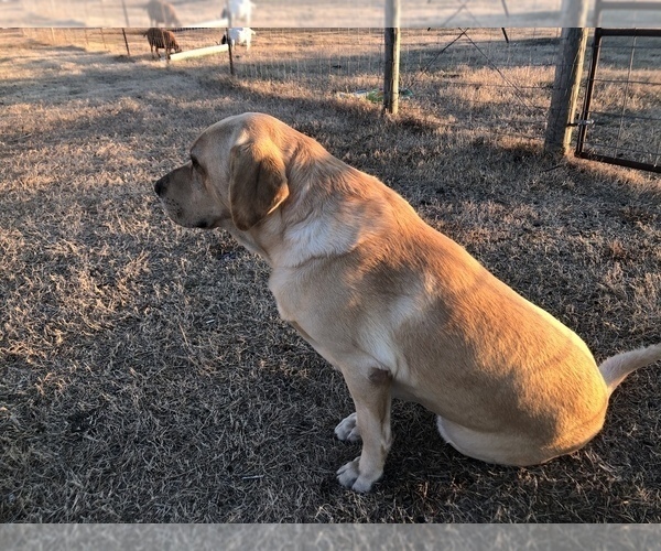 Medium Photo #1 Labrador Retriever Puppy For Sale in CASA GRANDE, AZ, USA