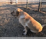 Small Photo #1 Labrador Retriever Puppy For Sale in CASA GRANDE, AZ, USA