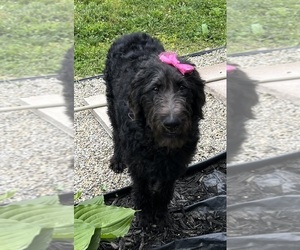 Labradoodle Puppy for Sale in DUNDEE, Ohio USA