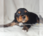 Puppy Austin Miniature Australian Shepherd