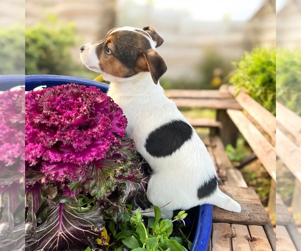 Medium Photo #1 Jack Russell Terrier Puppy For Sale in NASHVILLE, NC, USA