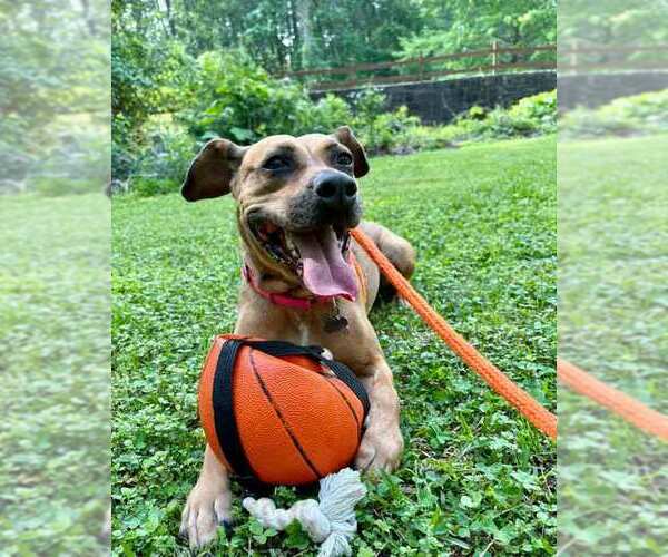 Medium Photo #11 Mutt Puppy For Sale in Kennesaw, GA, USA