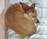 Small #4 Chihuahua