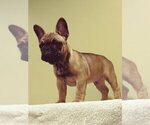 Small Photo #2 French Bulldog Puppy For Sale in COLONIA, NJ, USA