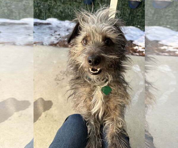 Medium Photo #1 Cairn Terrier-Unknown Mix Puppy For Sale in Clarkston, MI, USA