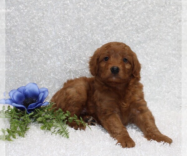 Medium Photo #3 Goldendoodle (Miniature) Puppy For Sale in STANLEY, WI, USA