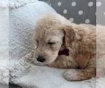 Small Photo #4 Goldendoodle Puppy For Sale in WEST, TX, USA