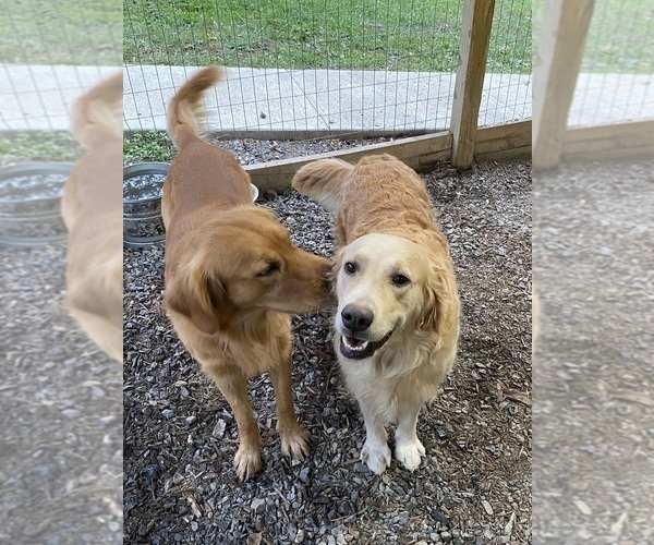Medium Photo #8 Golden Retriever Puppy For Sale in RILEYVILLE, VA, USA